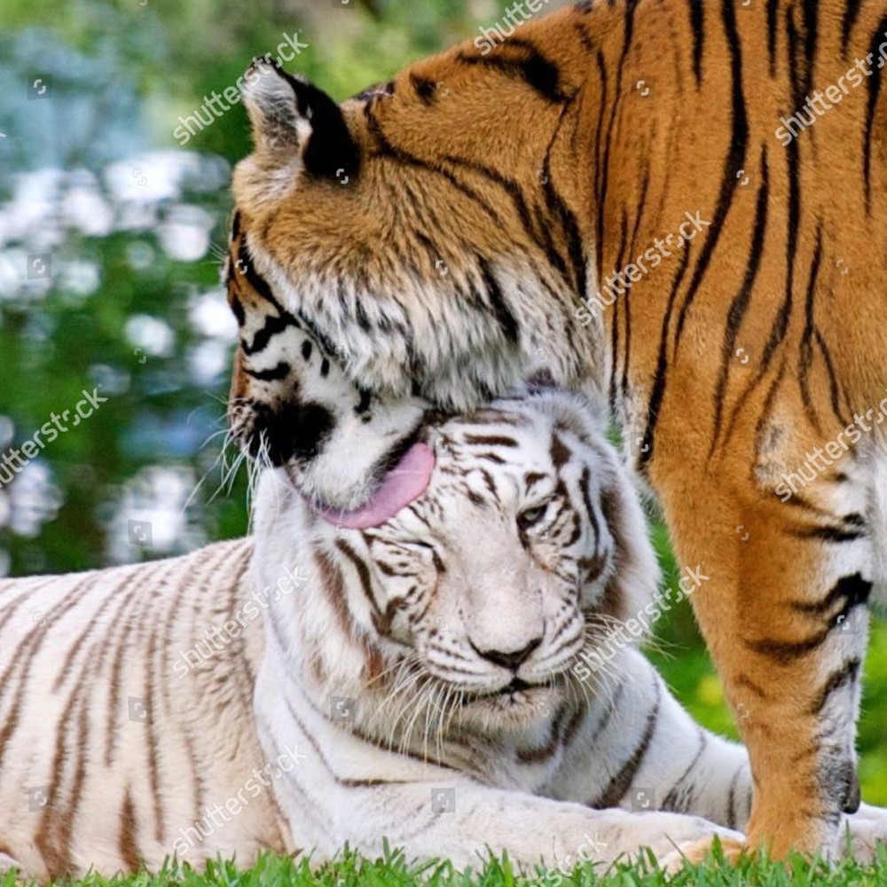 Meet your Posher, Benny